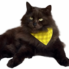 Load image into Gallery viewer, Cat Bandana - Mustard Check Gingham