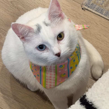 Load image into Gallery viewer, Cat Bandana - Pastel Spring