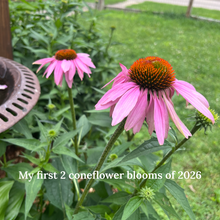 Load image into Gallery viewer, Coneflower Cat Toy - Silvervine & Catnip Handmade Echinacea Felt Toy
