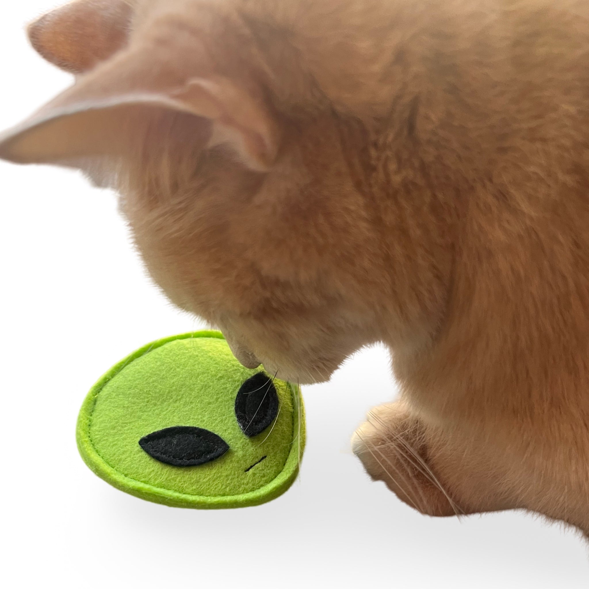 Catnip Green Alien Head – The Punchy Cat